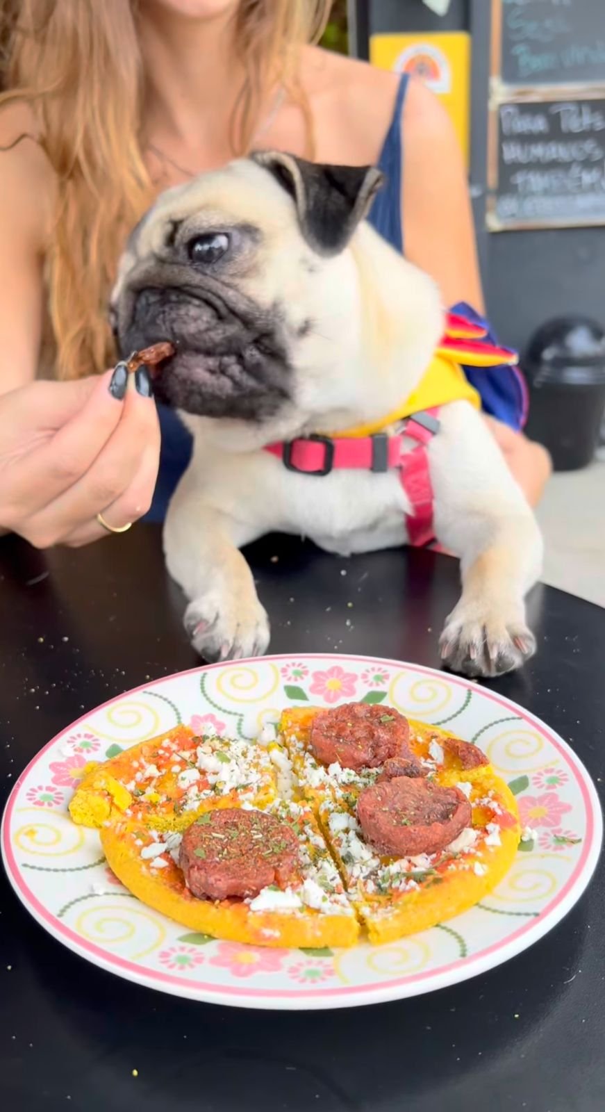 Pizza canina